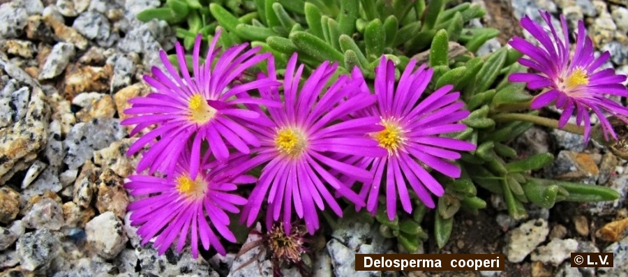 Delosperma cooperi